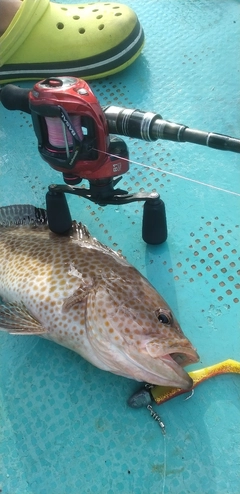 オオモンハタの釣果