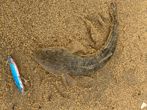 マゴチの釣果