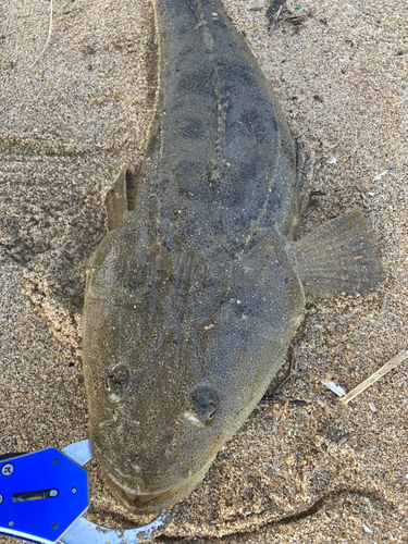 マゴチの釣果