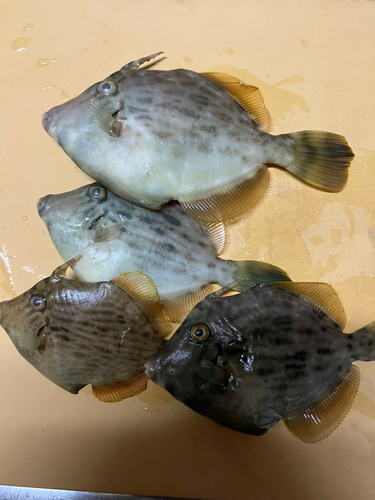 カワハギの釣果