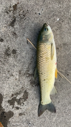 ソウギョの釣果