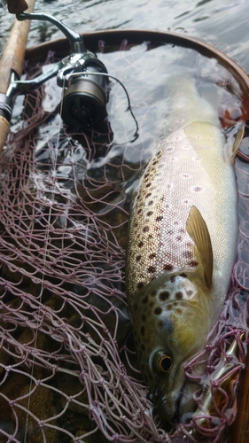 ブラウントラウトの釣果