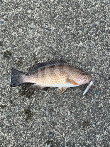 オオモンハタの釣果