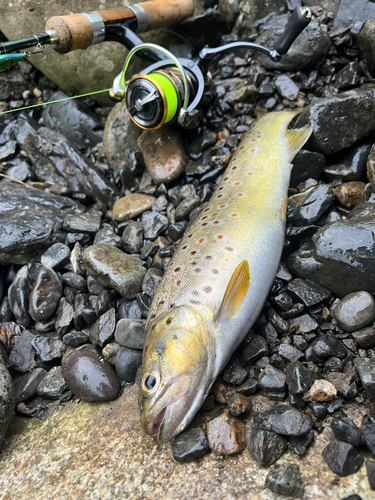 ブラウントラウトの釣果