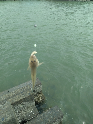 ハゼの釣果