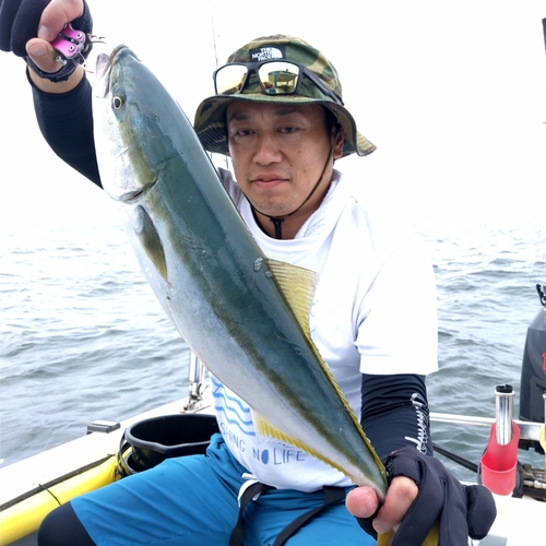 イナダの釣果