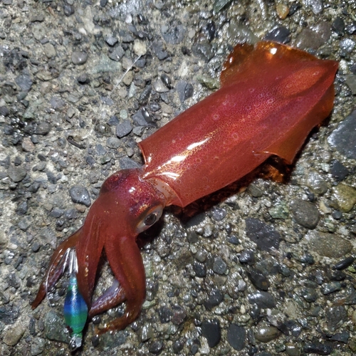 ケンサキイカの釣果