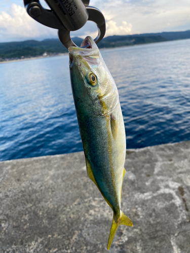 コゾクラの釣果