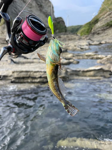 アナハゼの釣果