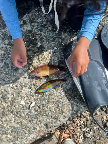 ニシキベラの釣果