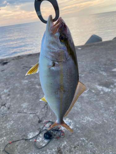 シオの釣果