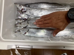 タチウオの釣果