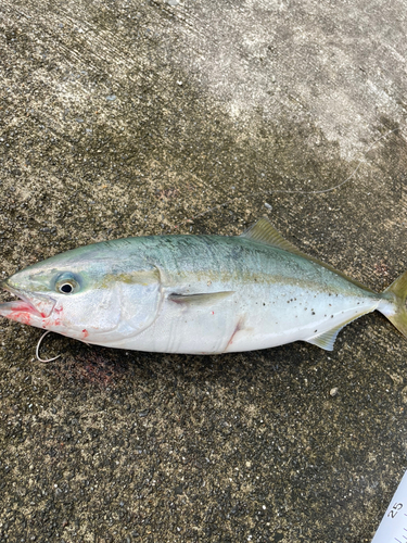 イナダの釣果