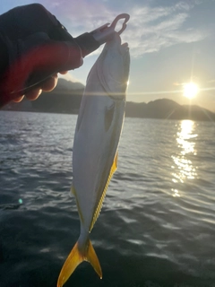 ワカシの釣果