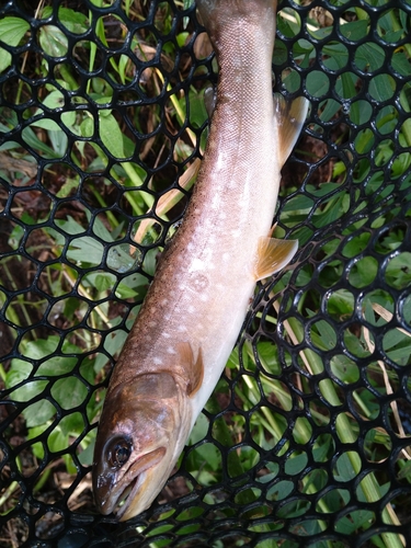 アメマスの釣果