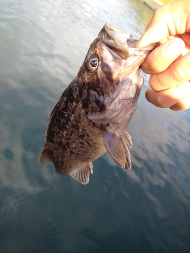 アブラコの釣果