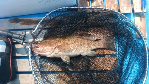 オオモンハタの釣果