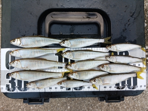 オイカワの釣果