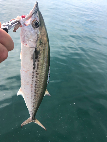 サゴシの釣果