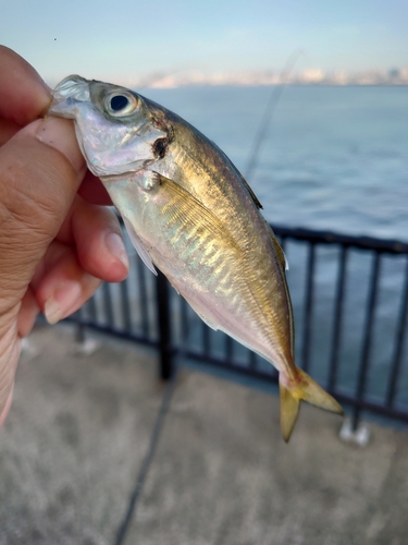 マアジの釣果