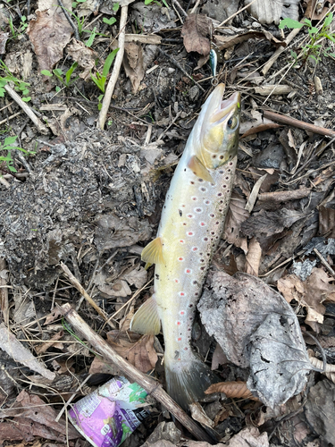 ブラウントラウトの釣果