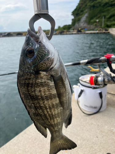 アイゴの釣果