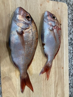 タイの釣果