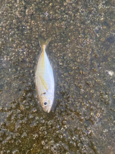 マアジの釣果