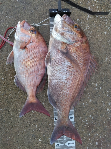 マダイの釣果