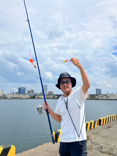 サヨリの釣果