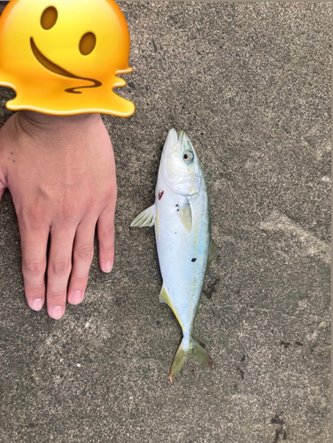 カンパチの釣果