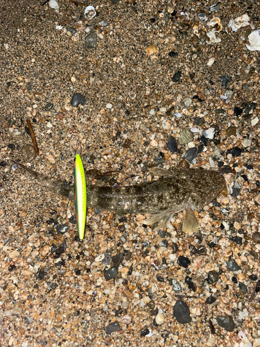 マゴチの釣果