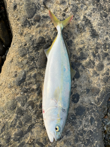 ツバイソの釣果