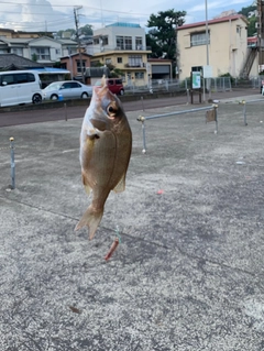 チャリコの釣果