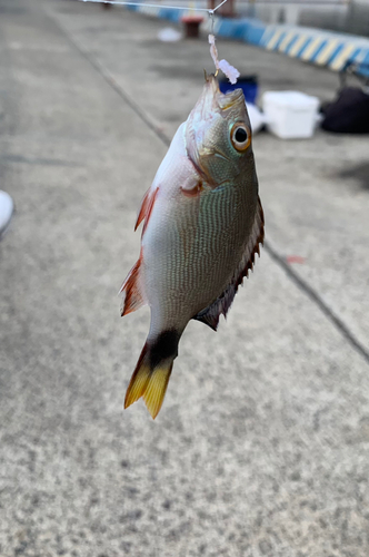 ヒメフエダイの釣果