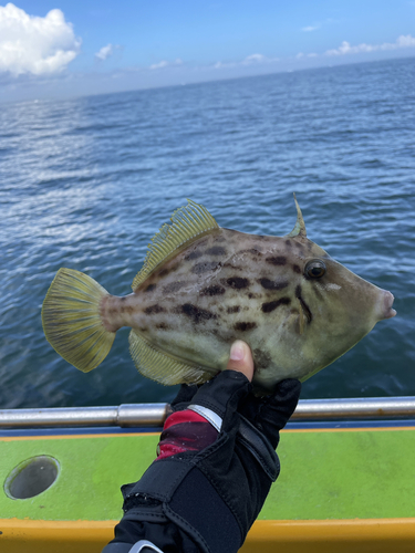 カワハギの釣果