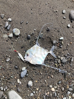 イトヒキアジの釣果