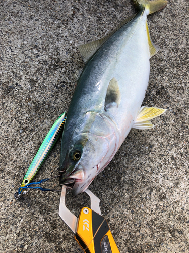 ワカシの釣果