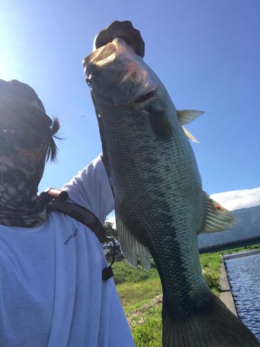 ブラックバスの釣果