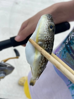 ショウサイフグの釣果