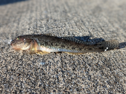 ハゼの釣果