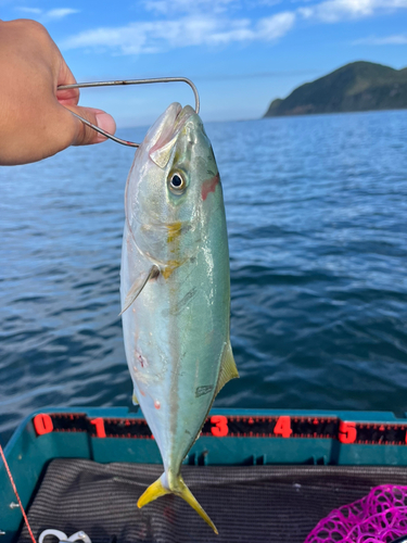 ワカシの釣果