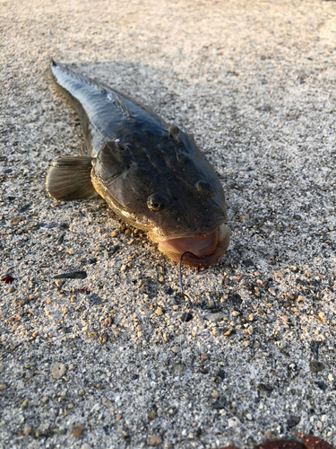 マゴチの釣果