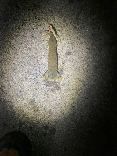 シャコエビの釣果