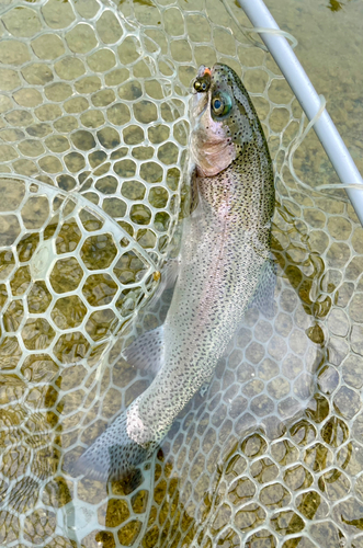 ニジマスの釣果