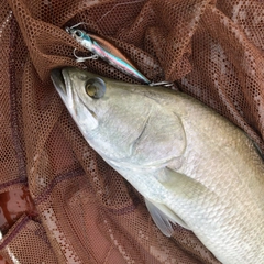 バラマンディの釣果