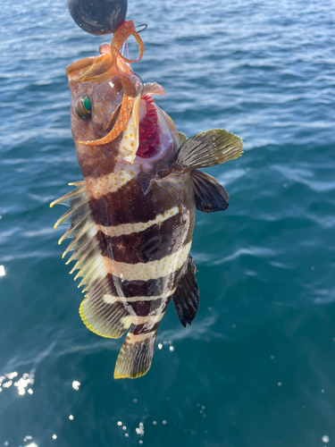 アオハタの釣果