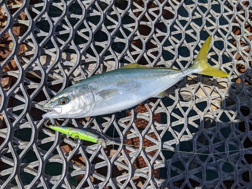 ツバスの釣果