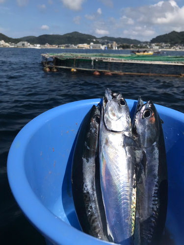 カツオの釣果