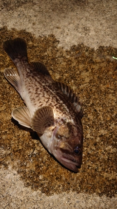 クロソイの釣果